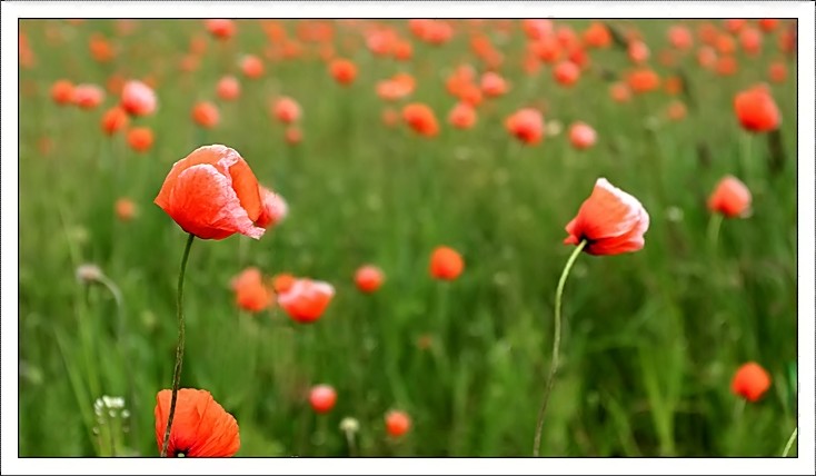 poppyfield_filtered.jpg