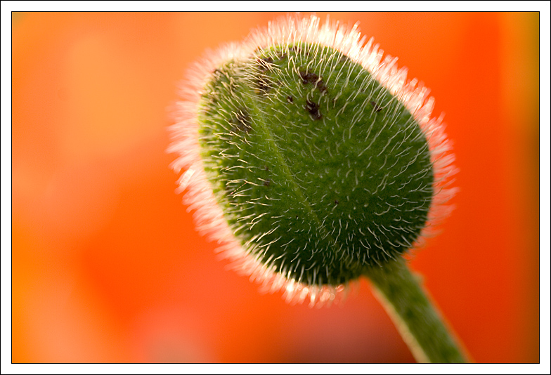 poppyredback.jpg