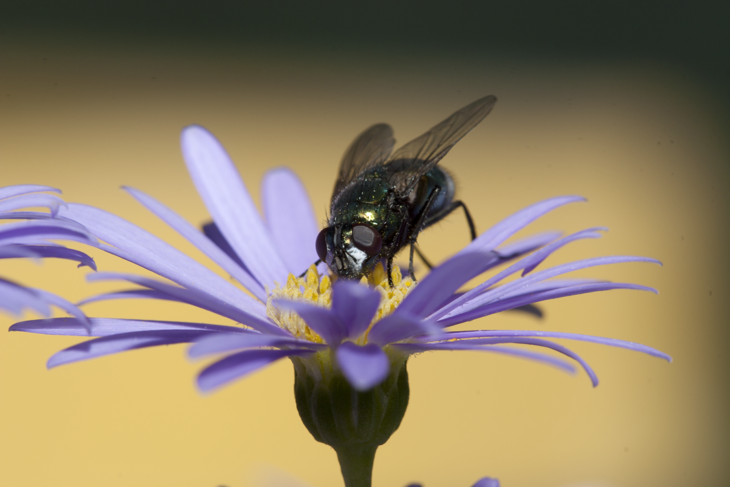 smallIMG_0850.png