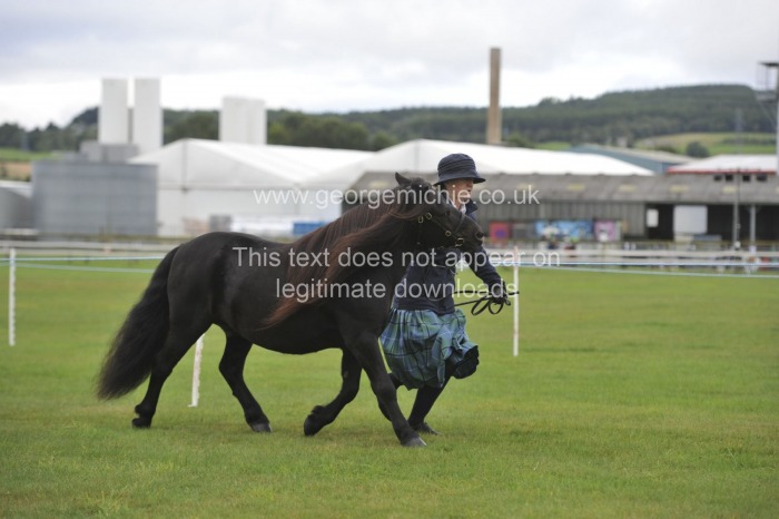 Shetland Pony Show, Black Isle showground