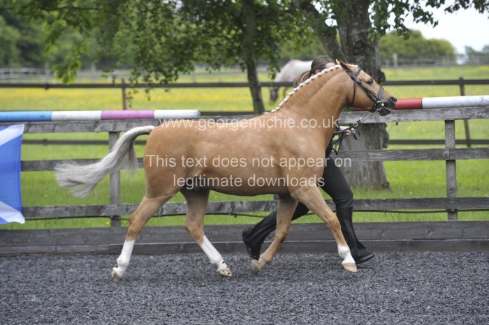 Scottish Arab Show inchoonans June 26