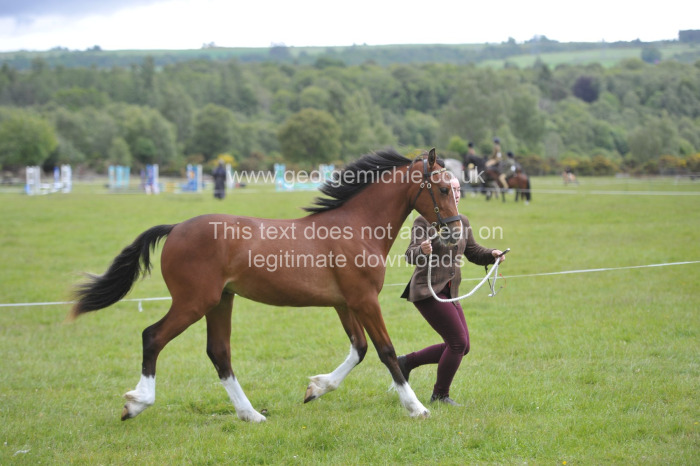 Inverness pony club summer show - showing classes