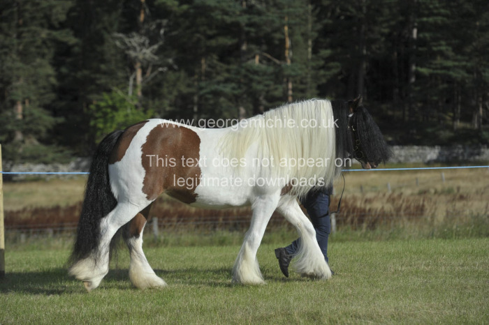 Grantown Show 2026 Wednesday